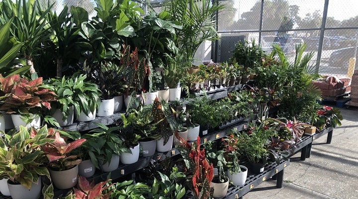 Colorful plants and gardening tools at Garden Center