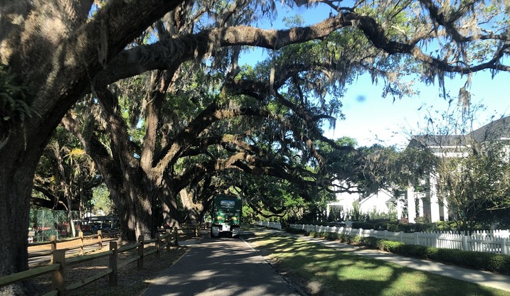 Famous Oak Trees on Oakland Avenue